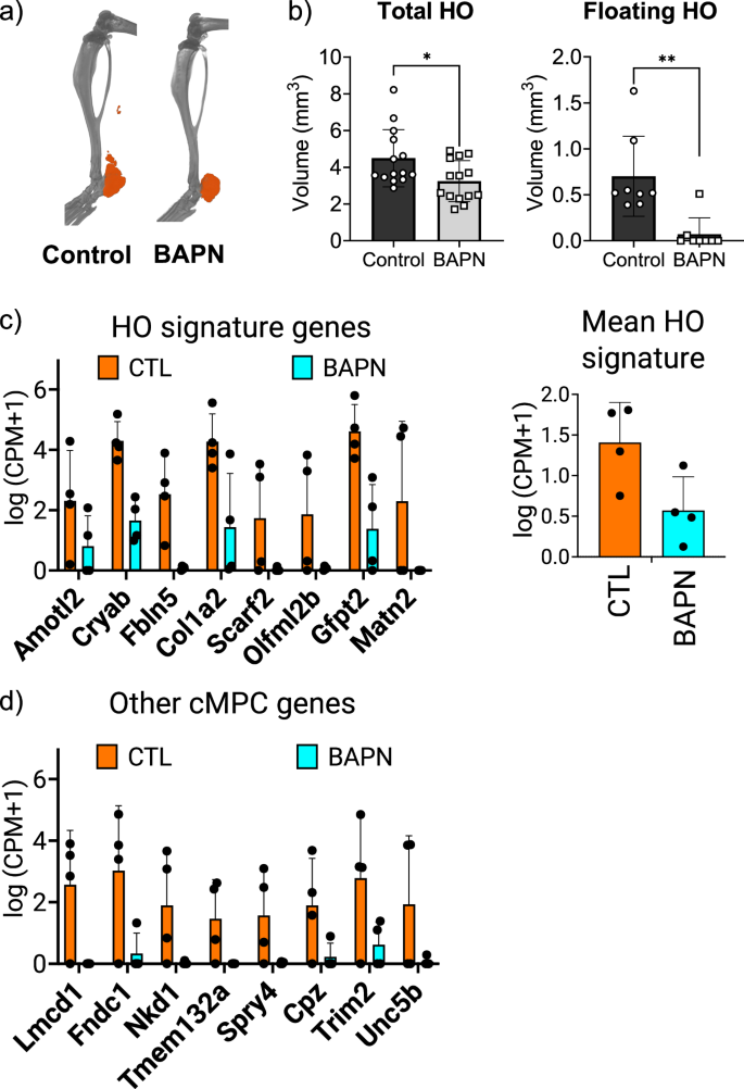 Fig. 4: LOX inhibition mitigates HO and decreases the expression of key cMPC signature genes.