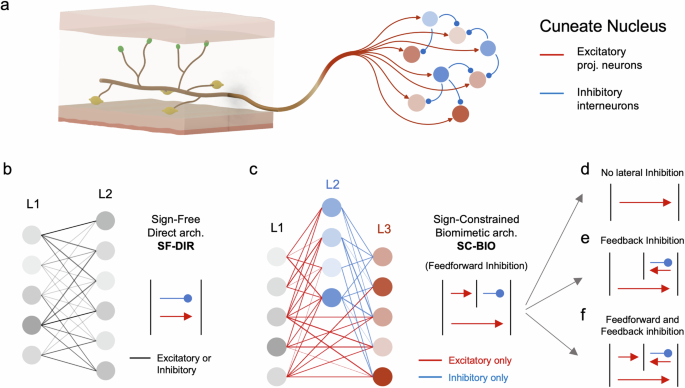 Fig. 2: Representation of the considered neuronal architectures.