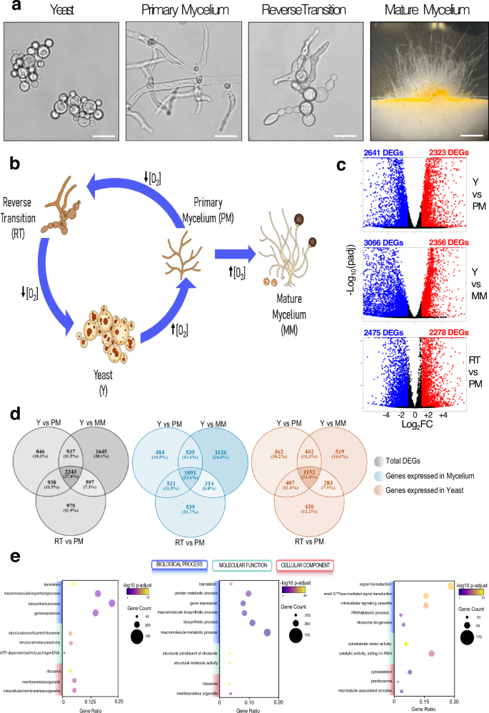 Fig. 1: Transcriptomic analysis of dimorphic states in M. lusitanicus.