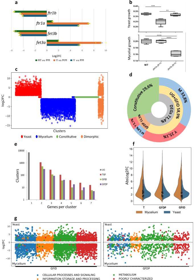 Fig. 2: Identification and functional analysis of dimorphic gene families in the M. lusitanicus genome.