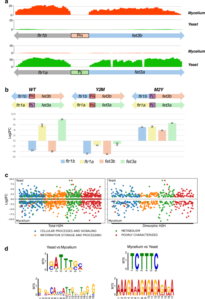 Fig. 3: Identification and functional analysis of Head-to-Head (H2H) structures in the M. lusitanicus genome.