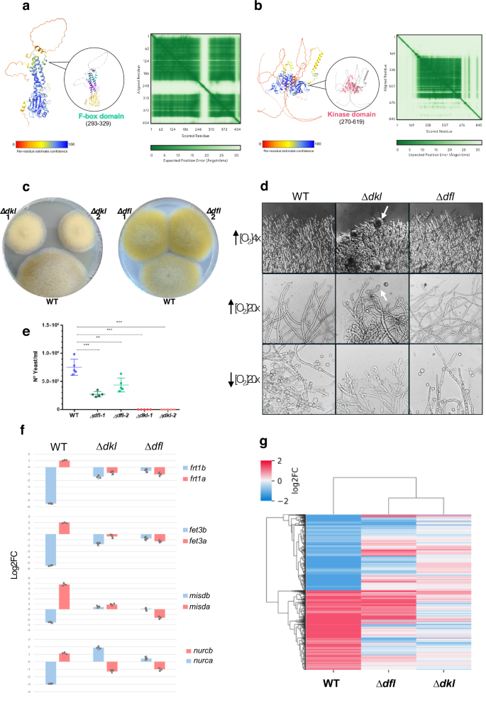 Fig. 4: Structural and functional analysis of two novel genes implicated in dimorphism regulation.