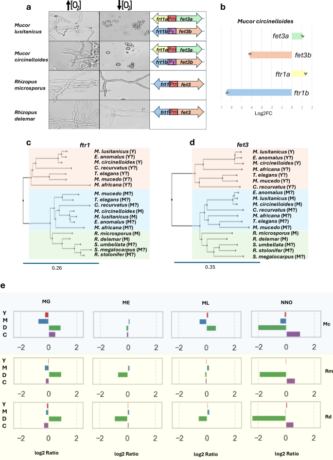 Fig. 5: Conservation of dimorphic paralogous gene families and H2H structures in Mucorales.