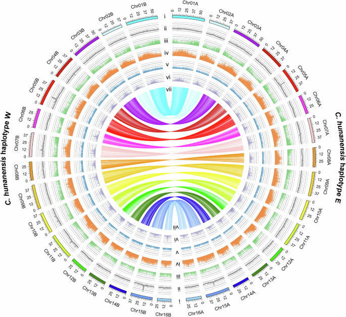 Fig. 1: Circos plot of haplotype-resolved genome of Carya hunanensis.