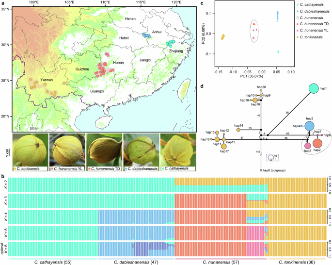 Fig. 2: Population structure and hybrid genomic variation in the apomictic hickory species complex.