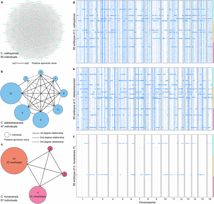 Fig. 3: Genomic signatures of apomixis in three hickory species, with sporadic sexual reproduction detected in mature embryos.