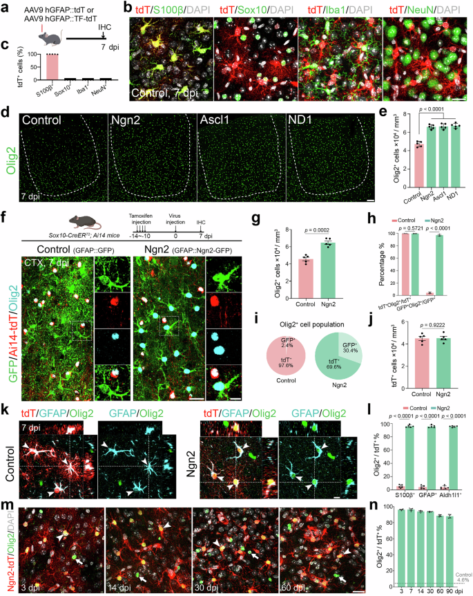 Fig. 1: Overexpression of bHLH pioneer transcription factors upregulates Olig2 in astrocytes.