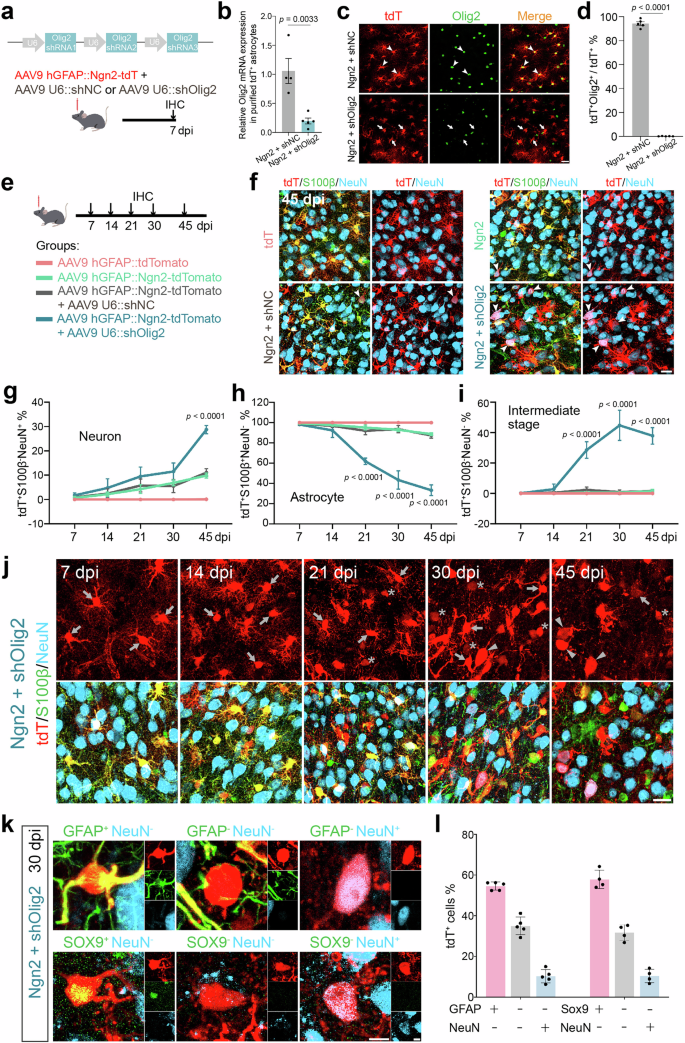 Fig. 2: Olig2 knockdown promotes Ngn2-induced astrocyte-to-neuron conversion.