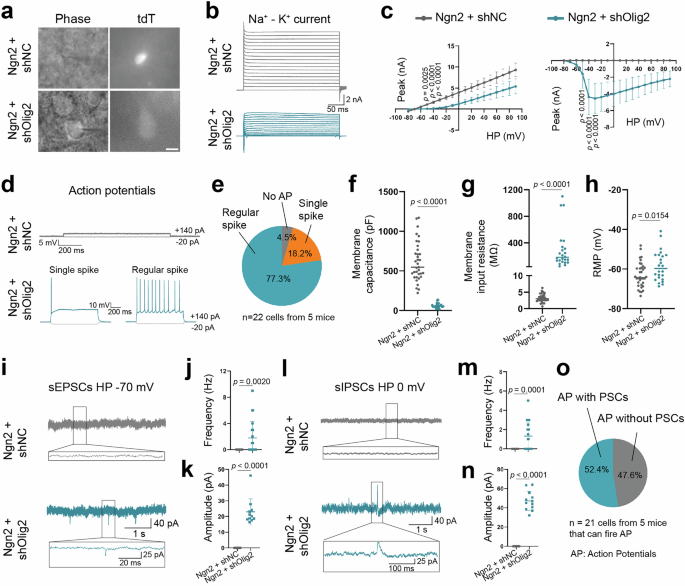 Fig. 3: Functional analysis of the converted neurons.