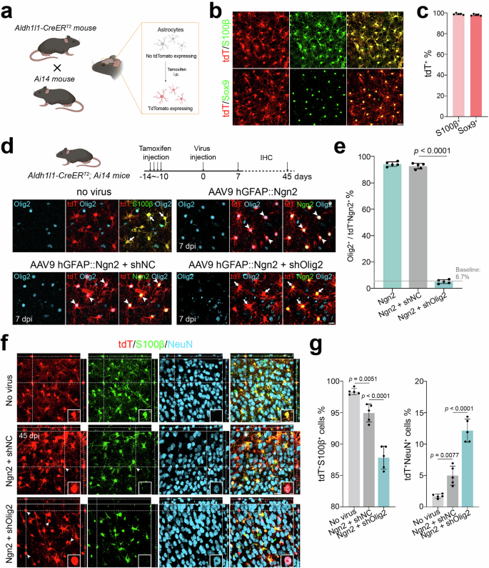 Fig. 4: Transcriptome changes in Ngn2-overexpressing astrocytes with Olig2 knockdown.