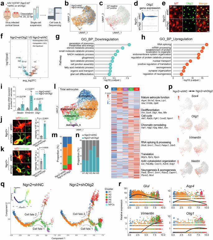 Fig. 5: Transcriptome changes in Ngn2-overexpressing astrocytes with Olig2 knockdown.