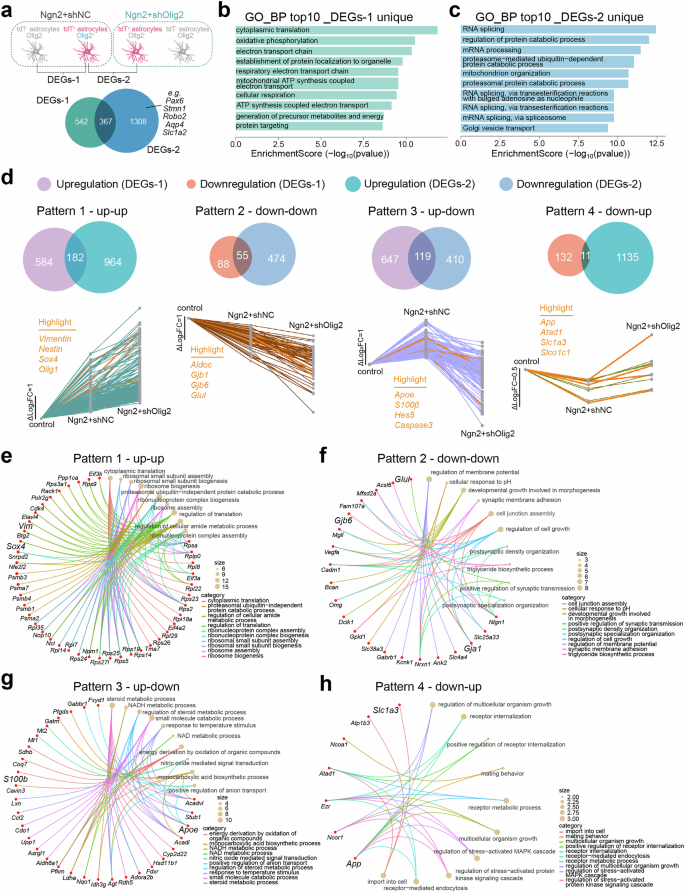 Fig. 6: Impact of Olig2 on the transcriptome of Ngn2-transduced astrocytes.