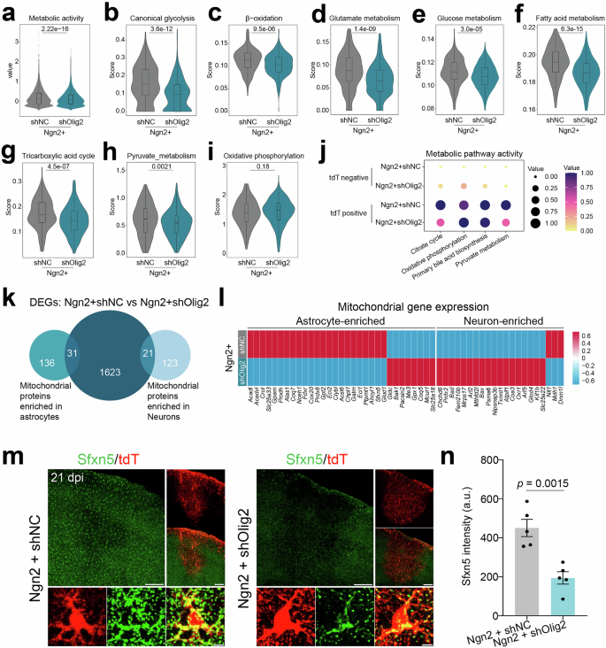 Fig. 7: Olig2 knockdown facilitates metabolic shifts in Ngn2-overexpressing astrocytes.
