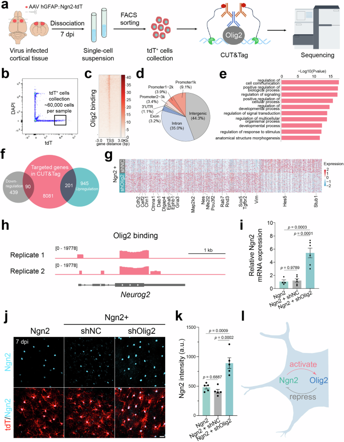 Fig. 8: Olig2 targets neurogenic genes in astrocytes.