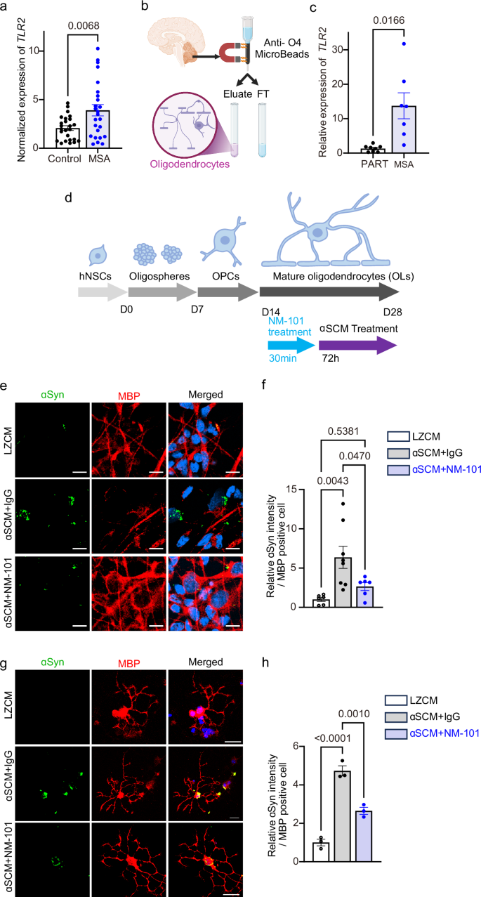 Fig. 2: Antagonizing TLR2 reduced GCI formation in oligodendrocytes.