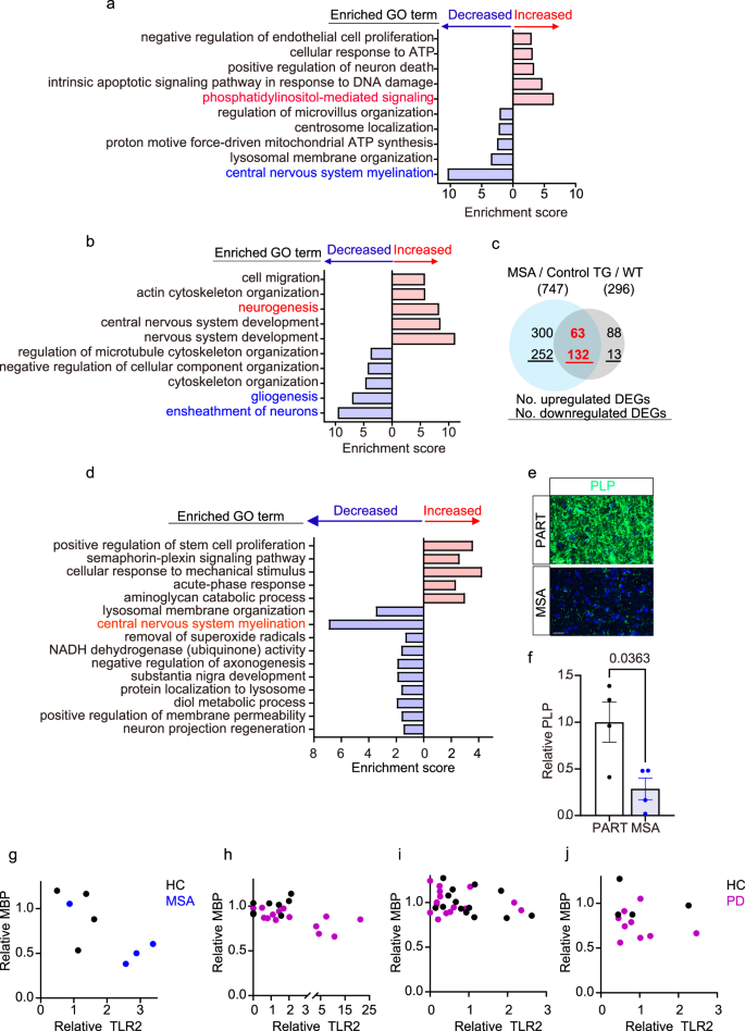 Fig. 5: Transcriptome analyses reveal myelination defects in MSA patients and hA53T mice.