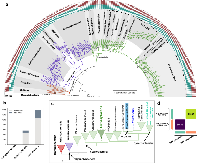 Fig. 1: Phylogenic placement of primary plastids within the cyanobacterial lineage.
