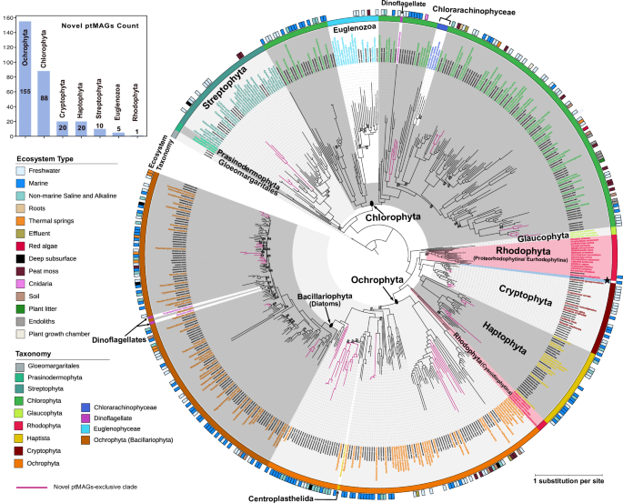 Fig. 2: Plastid relationships among major photosynthetic eukaryotes.