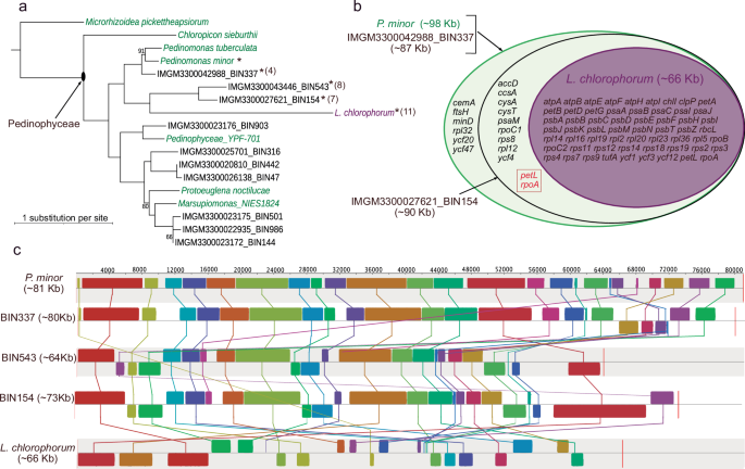 Fig. 3: Closest relatives of green-alga-derived plastids in the dinoflagellate Lepidodinium chlorophorum.