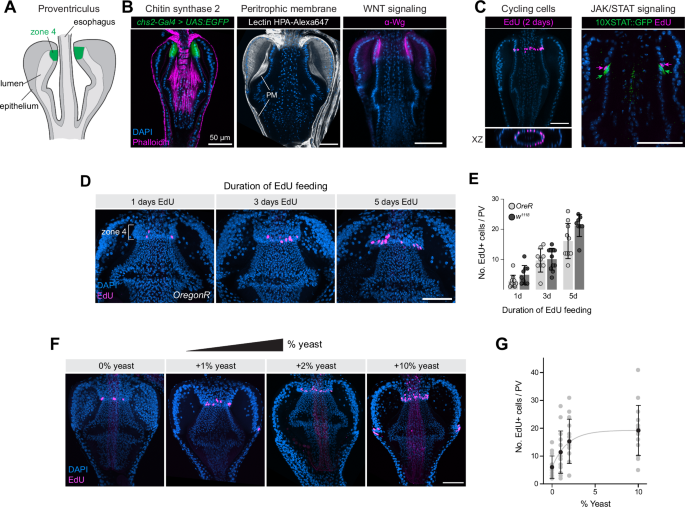 Fig. 1: The Drosophila proventriculus contains a ring of nutrition-sensitive EdU+ cells located in Zone 4.