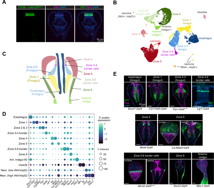 Fig. 2: Molecular markers and a single-nuclei atlas for the proventriculus.