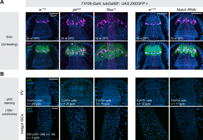 Fig. 3: Mitosis is undetectable in Zone 4 cells.