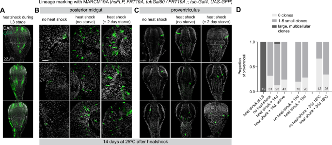 Fig. 4: Clonal analysis with MARCM does not label large clones in Zone 4.