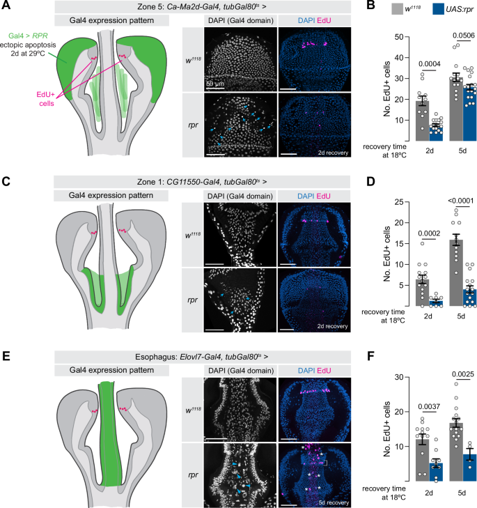 Fig. 5: Zone 4 cells do not proliferate to replace cells lost elsewhere in the proventriculus.