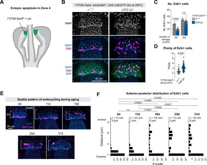 Fig. 7: Loss of cells from Zone 4 induces nearby endocycling.