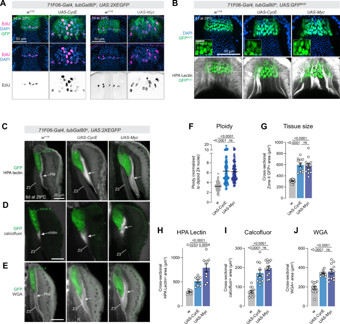 Fig. 8: Increased endocycling in Zone 4 cells leads to increased peritrophic membrane synthesis in the proventriculus.