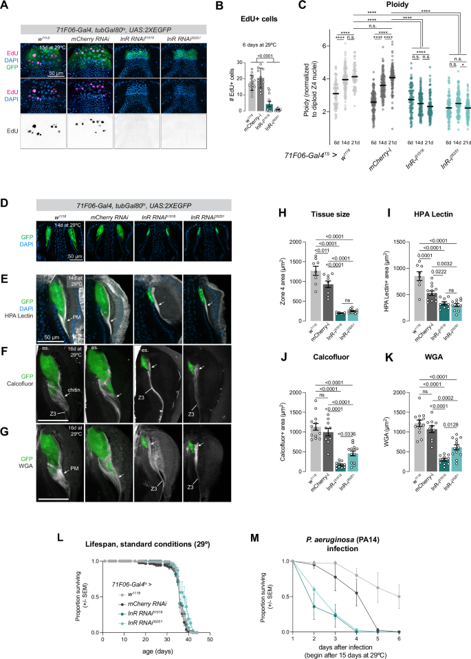 Fig. 9: Blocking endocycling in Zone 4 reduces peritrophic membrane synthesis.