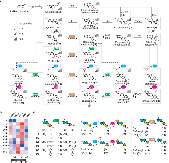 Fig. 1: The maze-like glabridin biosynthesis pathway.