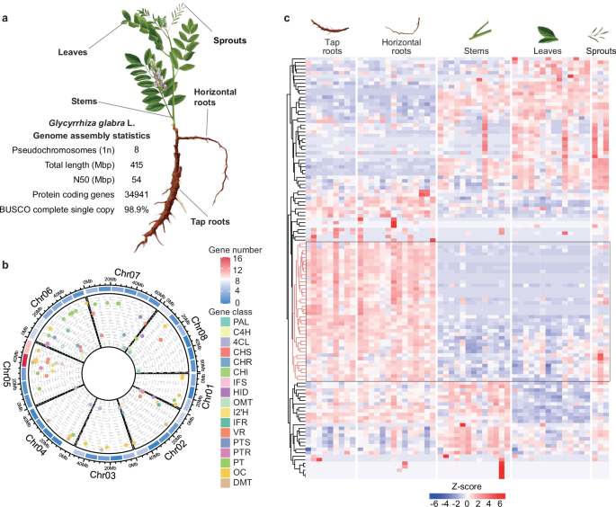 Fig. 2: Genomic and transcriptomic analysis of G. glabra resources.