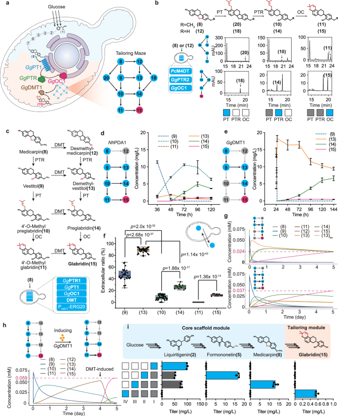 Fig. 4: Glabridin biosynthesis module assembly and de novo production in yeast.
