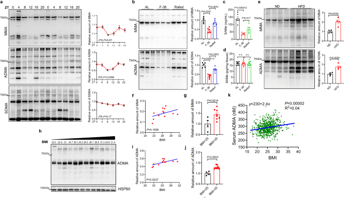 Fig. 1: Asymmetric arginine methylation levels in the visceral fat fluctuate in correlation with feeding cycles and accumulate in obese individuals.