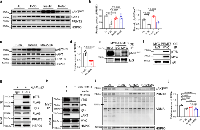 Fig. 3: PRMT3 is regulated by Insulin-pAKT signaling.