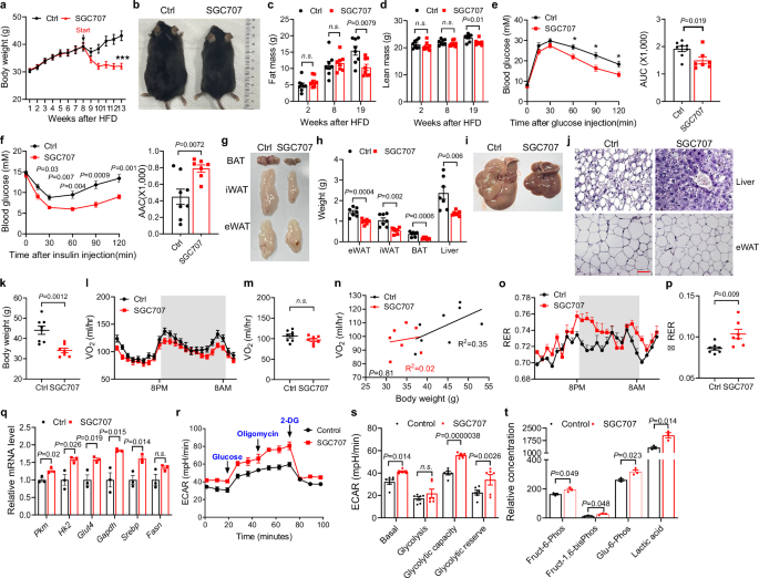 Fig. 4: Inhibition of PRMT3 by SGC707 ameliorates obesity by increasing ΔRER through enhancing adipocyte glucose metabolism.