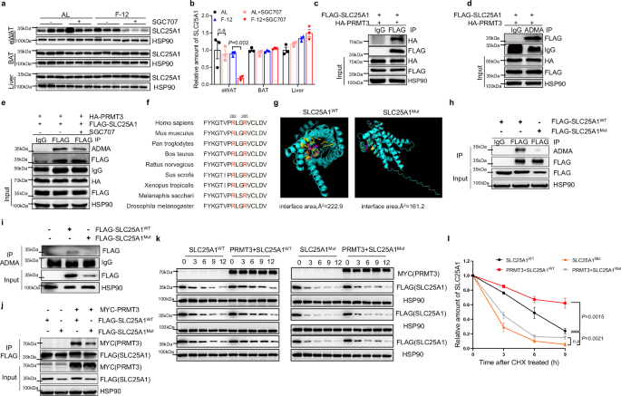 Fig. 5: PRMT3 methylates SLC25A1 at R282 and R285.