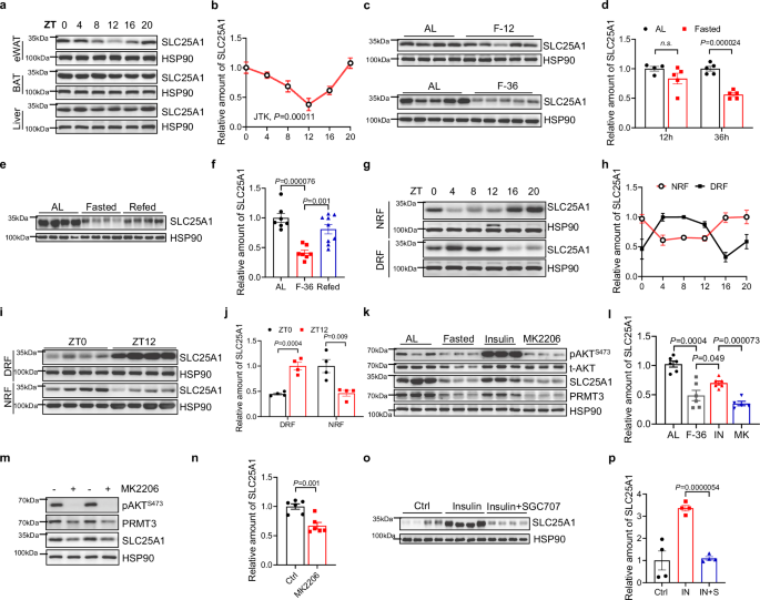 Fig. 6: Diurnal expression pattern of SLC25A1 in eWAT is controlled by feeding in an Insulin-pAKT-dependent manner.