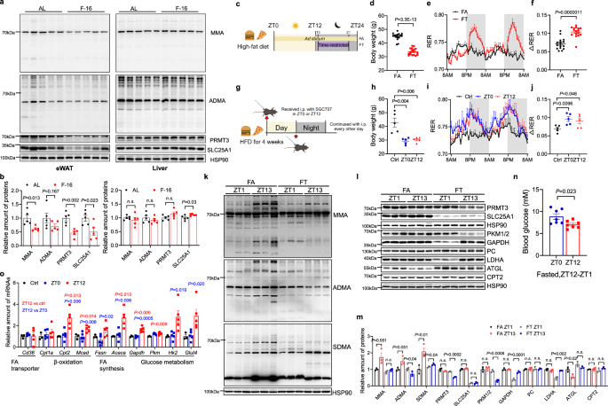 Fig. 7: Inhibition of PRMT3 with SGC707 replicates the metabolic benefits of 16:8 TRF.