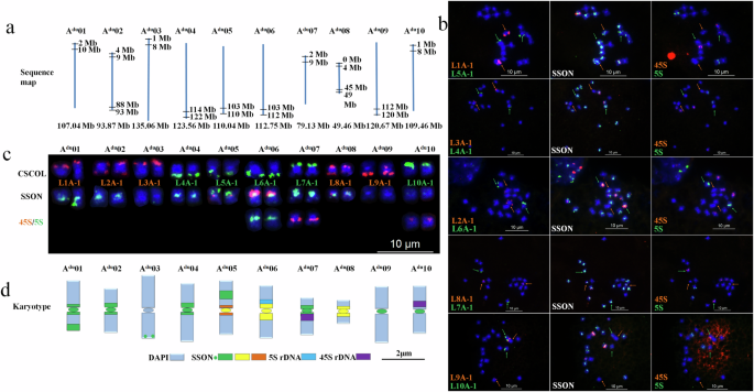 Fig. 1: Development of a consensus karyotype of A. duranensis after CSCOL painting and sequential FISH using SSON multiplex #1 and rDNA probes.