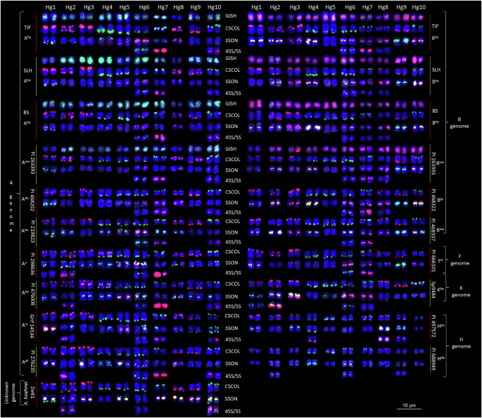 Fig. 2: Homoeologous chromosome grouping of Arachis species based on karyotyping using 10 CSCOLs.