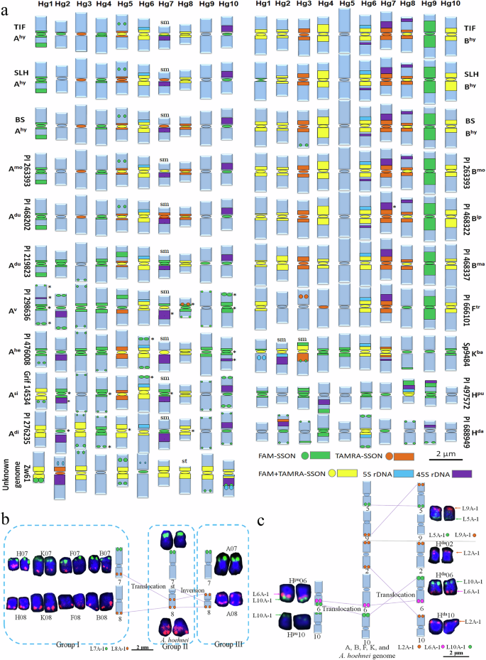 Fig. 3: Idiogram and structural chromosome variation (SCV) model of Arachis species based on signals from the 10 CSCOLs, SSON, and 45S and 5S rDNA probes.