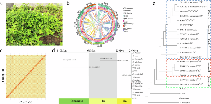 Fig. 4: Complete genome assembly of A. hoehnei and evolution of genome A’.