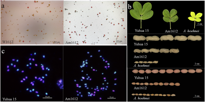 Fig. 6: Pollen viability, phenotypic characteristics and GISH analysis of the interspecies hybrid between Yuhua 15 and A. hoehnei.