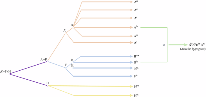 Fig. 7: Proposed model for Arachis genome evolution.