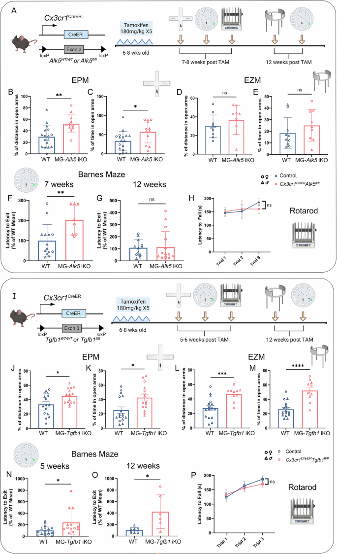 Fig. 10: Silencing microglial TGF-β signaling results in altered behavior in cognitive and affective functional tests.