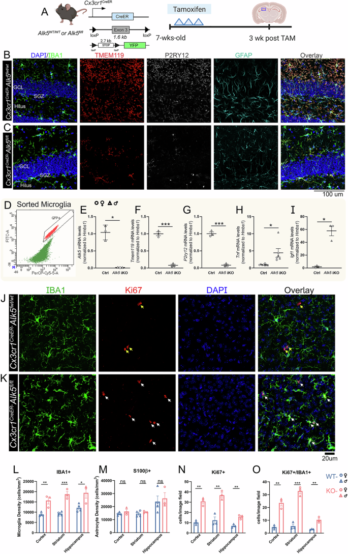Fig. 1: Deletion of Alk5 gene in adult microglia results in microglial dyshomeostasis and microgliosis but not astrogliosis in the adult mouse brain.