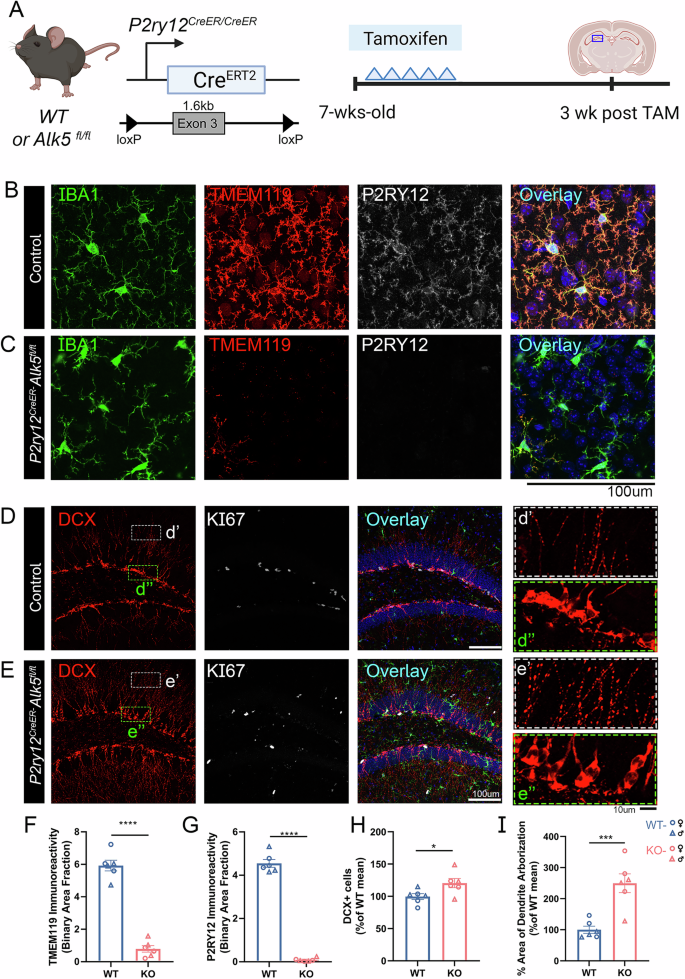 Fig. 3: Alk5 gene deletion in a P2ry12CreER/CreER driver line results in increased neuroblasts/immature neurons and dendritic arborization in adult SGZ.