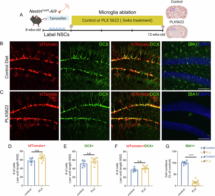 Fig. 5: Microglia ablation via PLX5622 does not lead to increased SGZ adult neurogenesis.